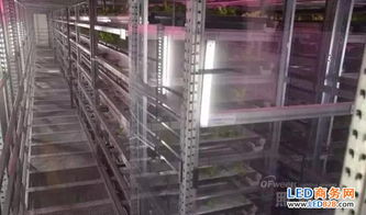 農(nóng)業(yè)照明典范 日本兩大植物工廠規(guī)模與技術(shù)及市場(chǎng)研究